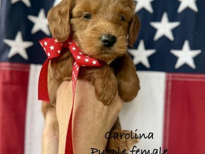 Multigenerational Goldendoodles health and genetic tested health warranty