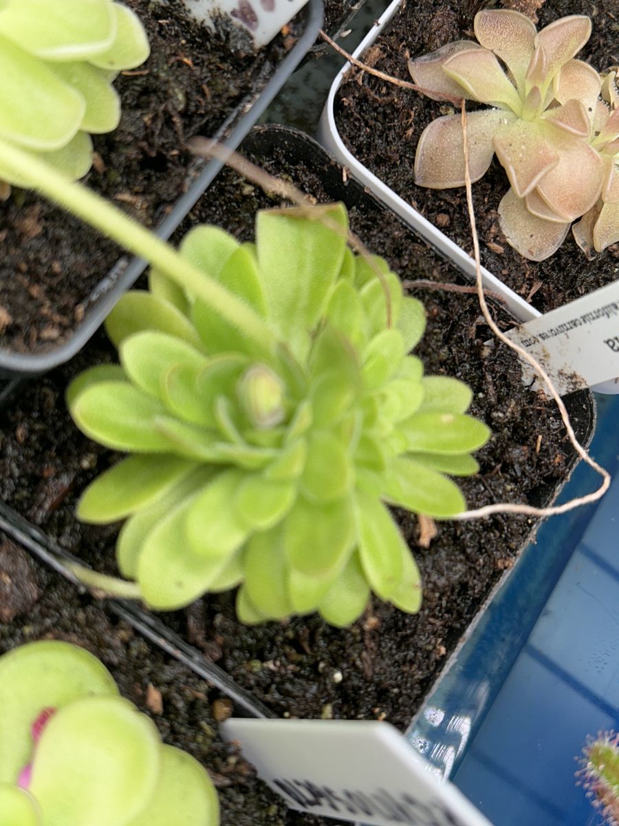 Carnivorous Plant Pinguicula Laueana