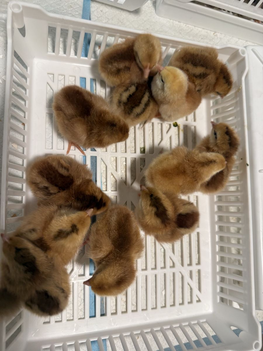 Quakey Feather Hatchery – Hatchery Surprise Chicks