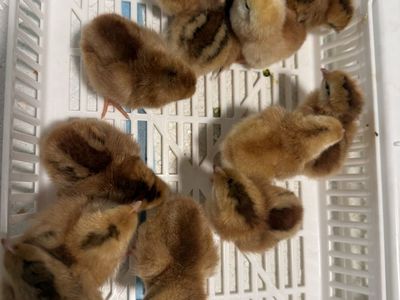 Quakey Feather Hatchery – Hatchery Surprise Chicks