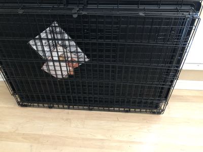 Brand new xl dog crate kennel extra large