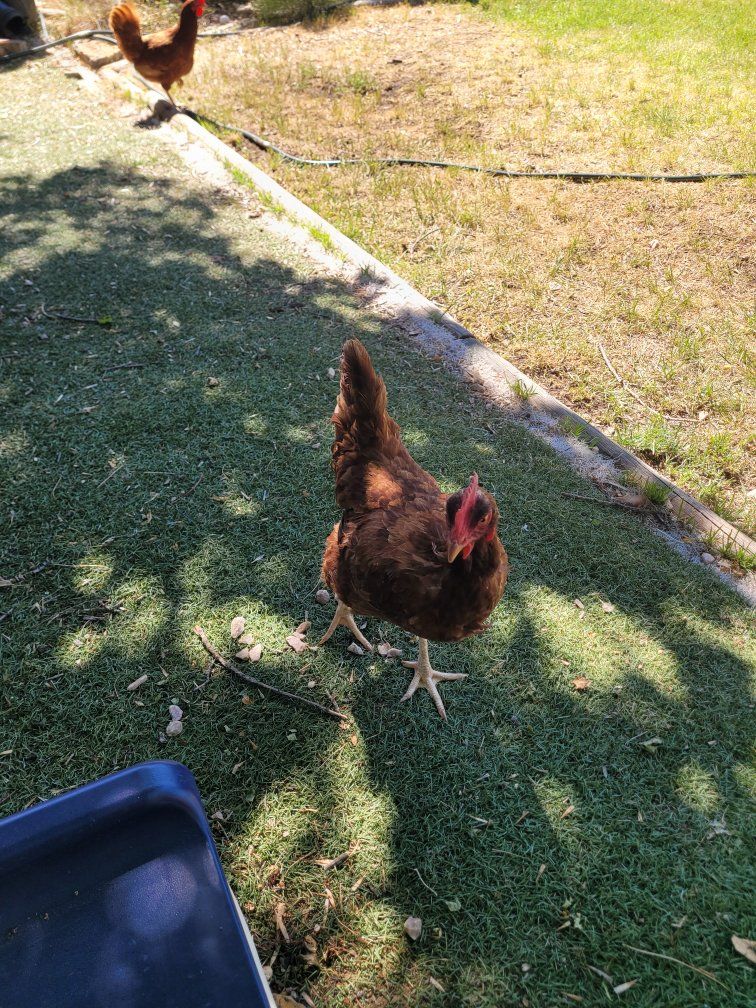 Free Chickens