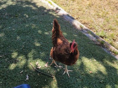 Free Chickens