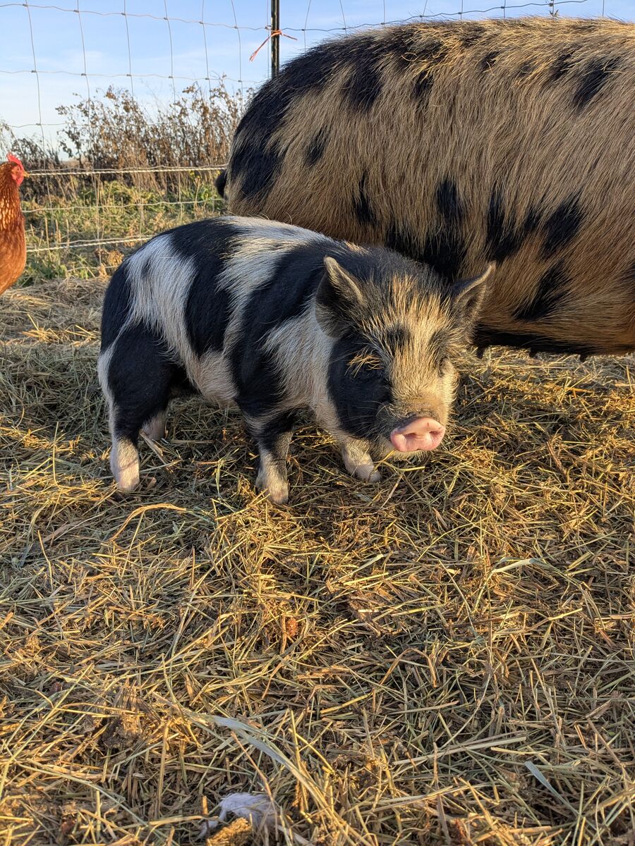 Kunekune piglets
