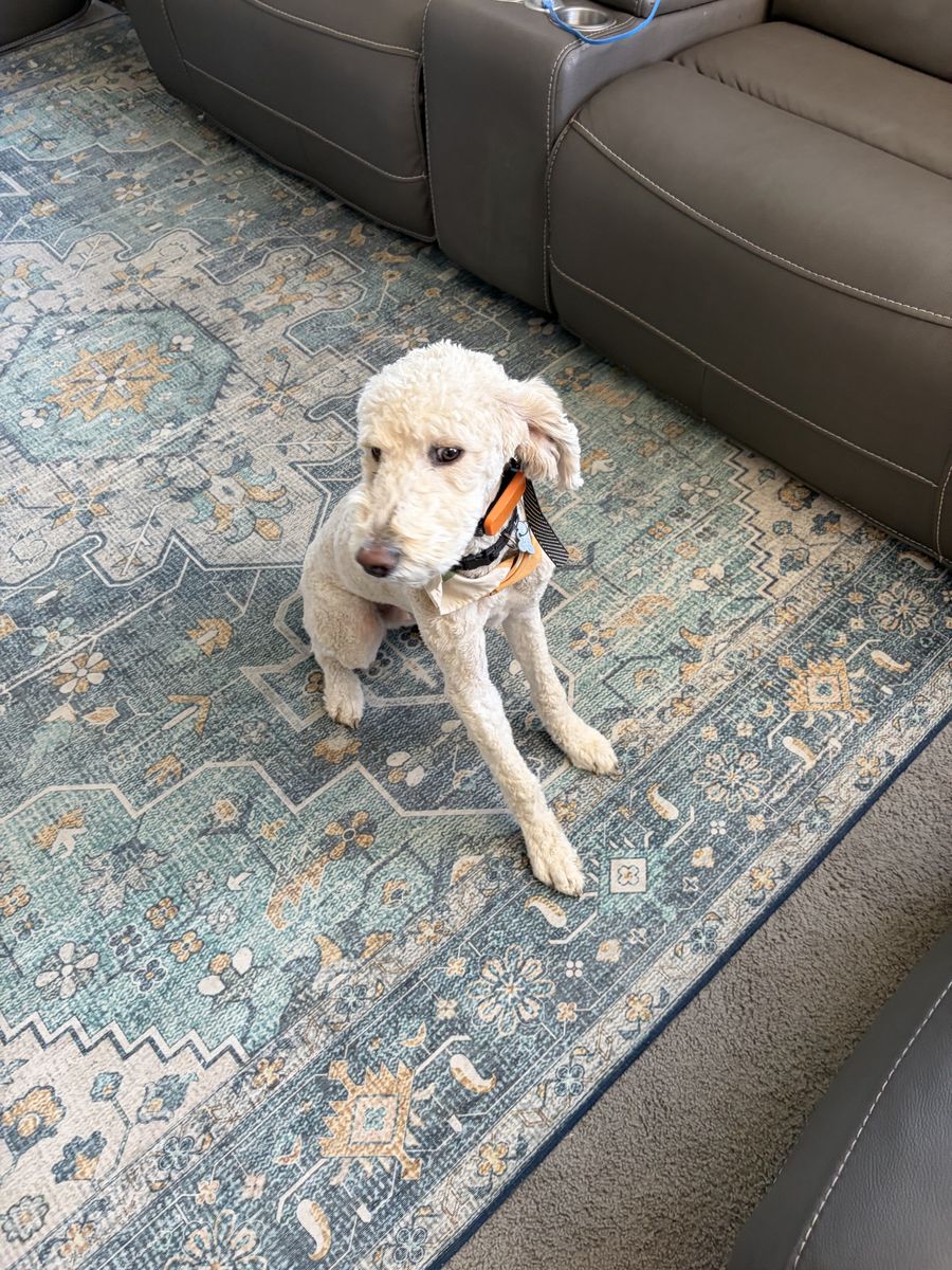 Adorable Cream Goldendoodle Puppy - Hypoallergenic & Friendly