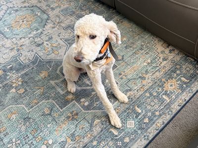 Adorable Cream Goldendoodle Puppy - Hypoallergenic & Friendly