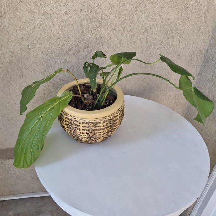 Woven Pot w/Plant