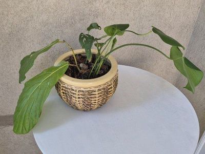 Woven Pot w/Plant
