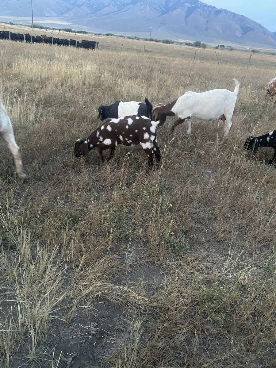 Boer bucklings 