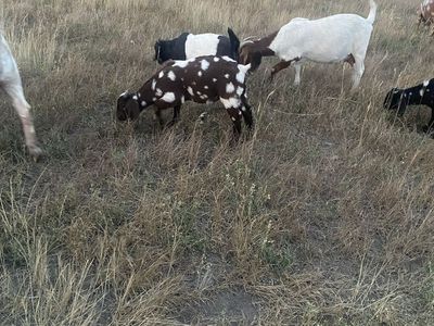 Boer bucklings