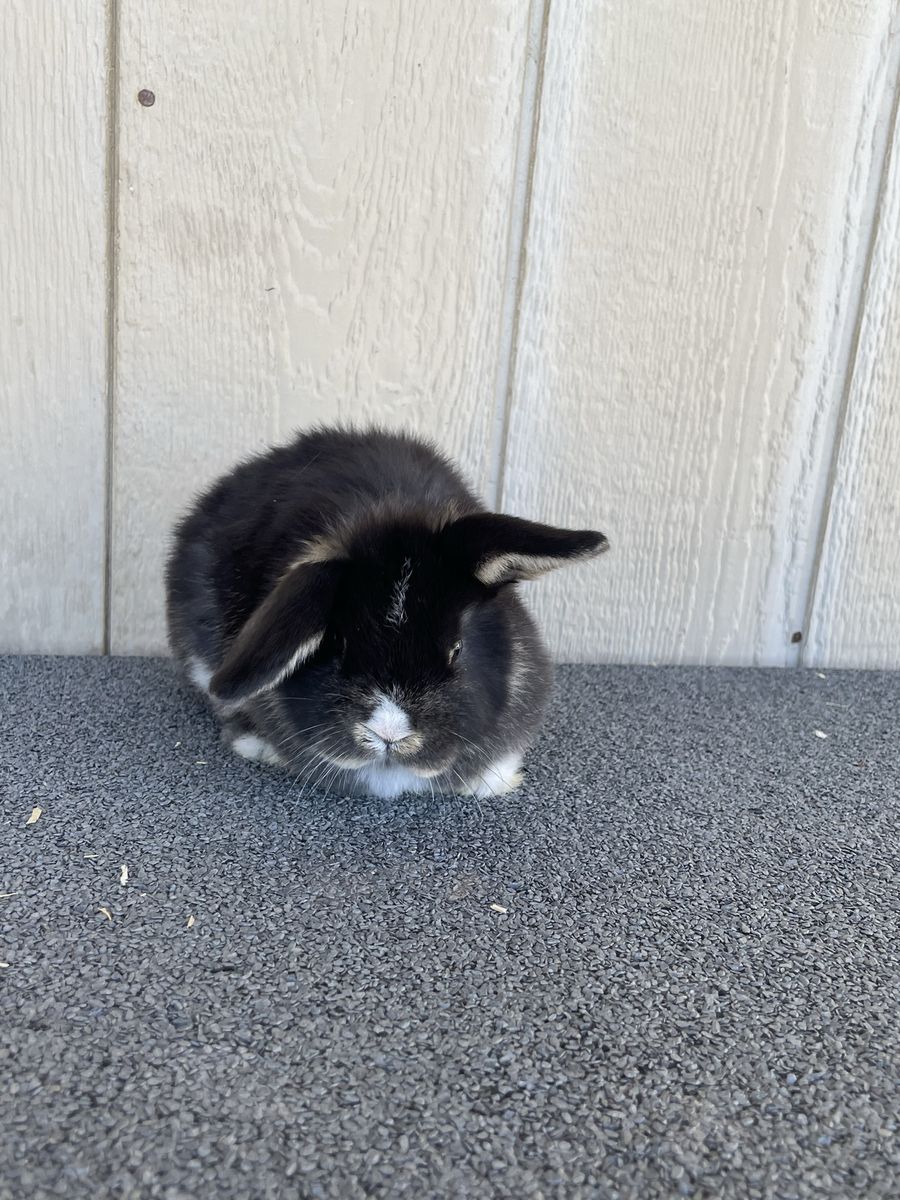 Holland Lop