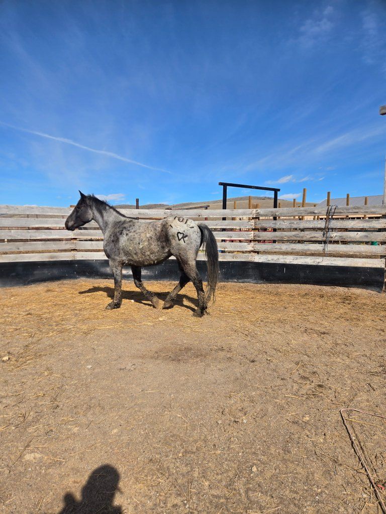 blue roan gelding