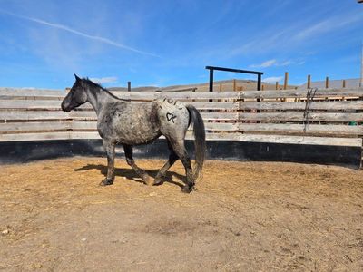 blue roan gelding