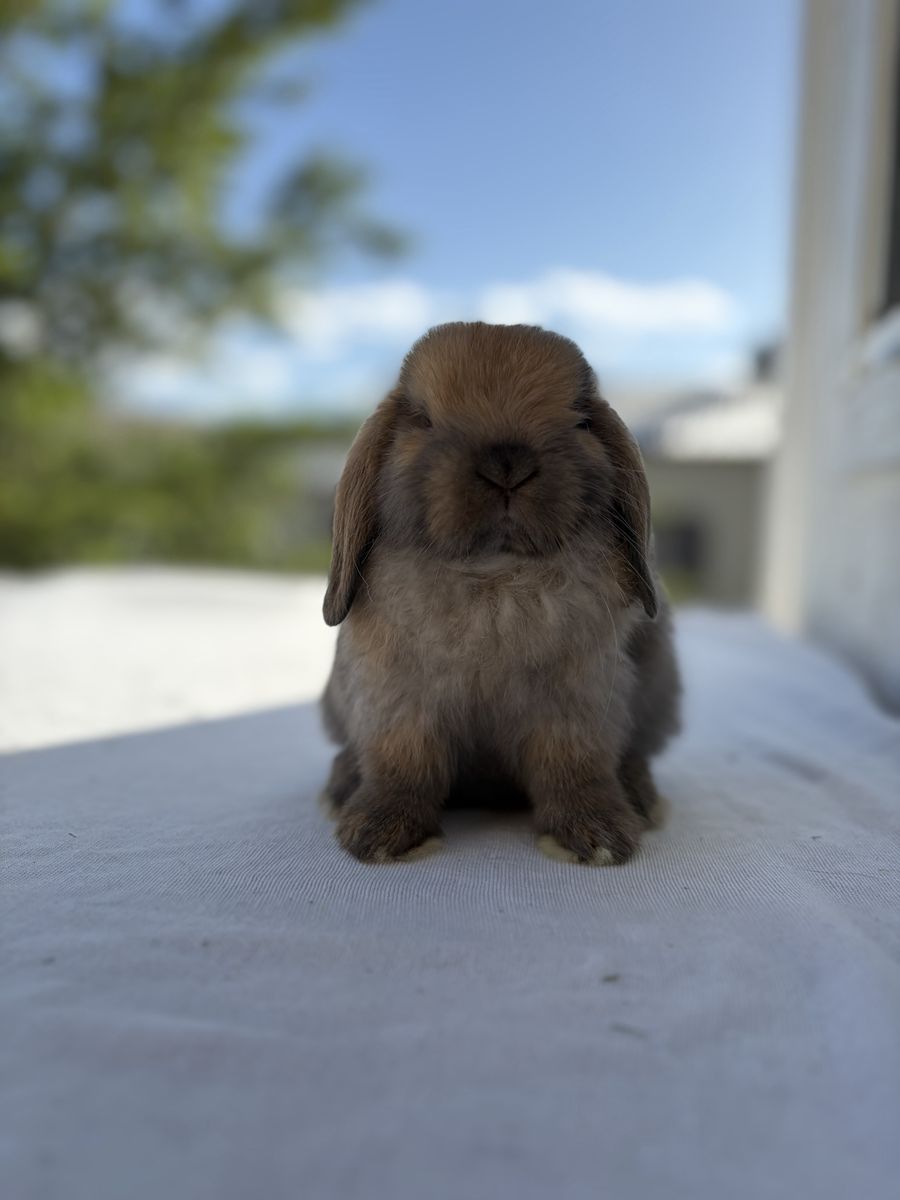 Holland Lop Bucks (2 left)