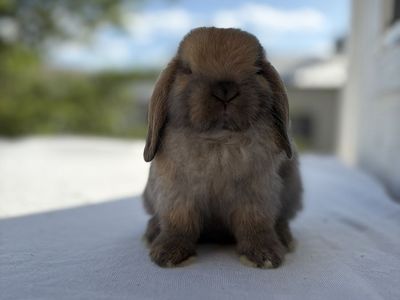 Holland Lop Bucks (2 left)
