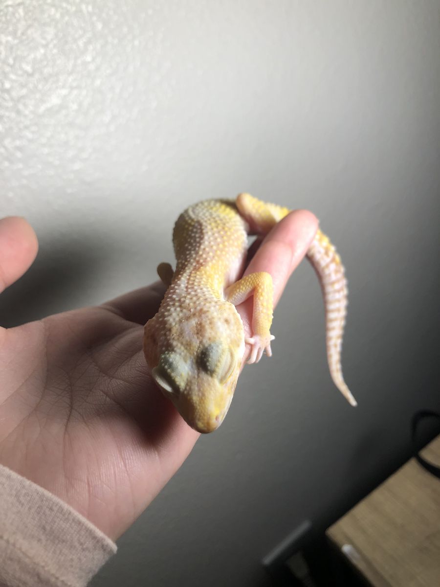 Leopard gecko price negotiable