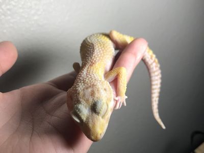 Leopard gecko price negotiable