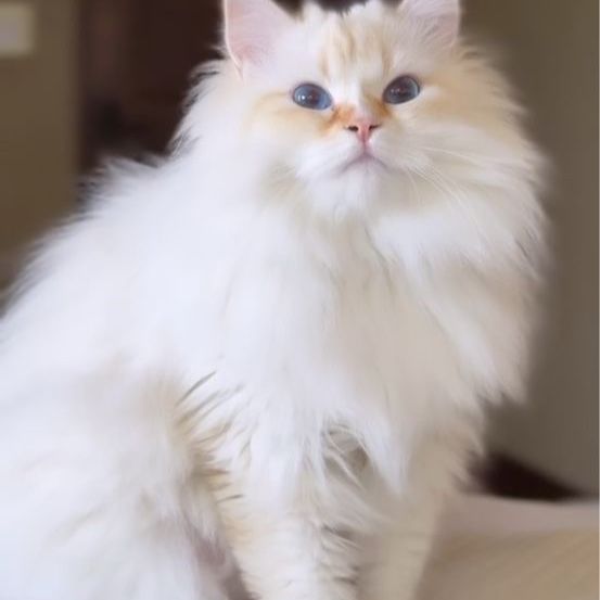 Purebred Siberian Cat Flame Point Kitten Color Point