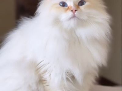 Purebred Siberian Cat Flame Point Kitten Color Point