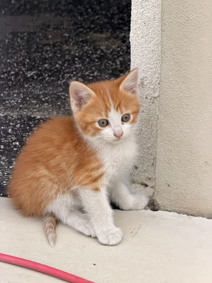 Adorable Tabby Kittens - Well-Loved & Excellent Mousers