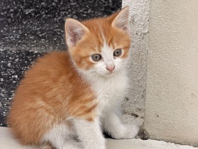 Adorable Tabby Kittens - Well-Loved & Excellent Mousers