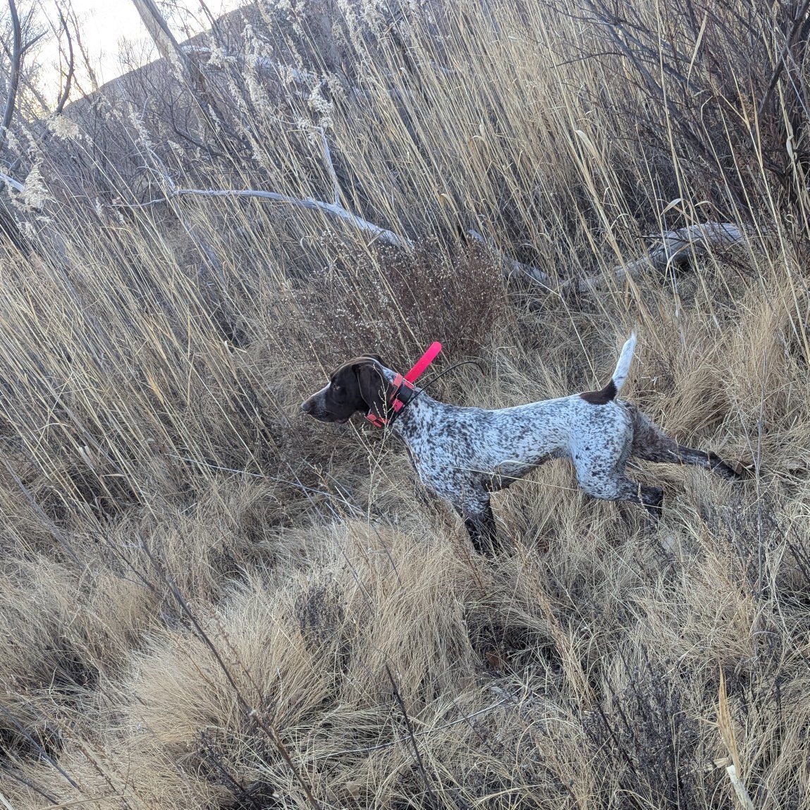 German shorthaired pointer