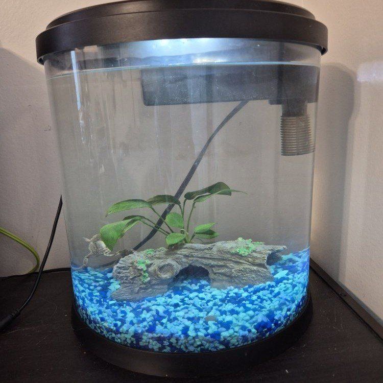 3ish gallon aquarium with 2 african dwarf frogs
