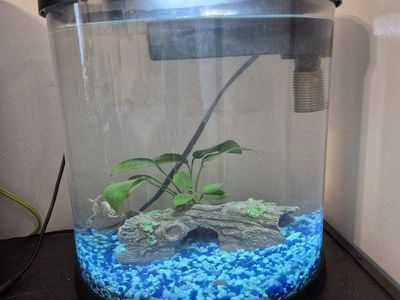 3ish gallon aquarium with 2 african dwarf frogs