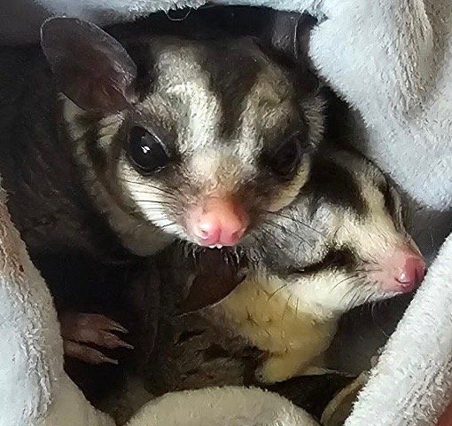 Two Female Sugar Gliders with Cage