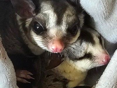 Two Female Sugar Gliders with Cage