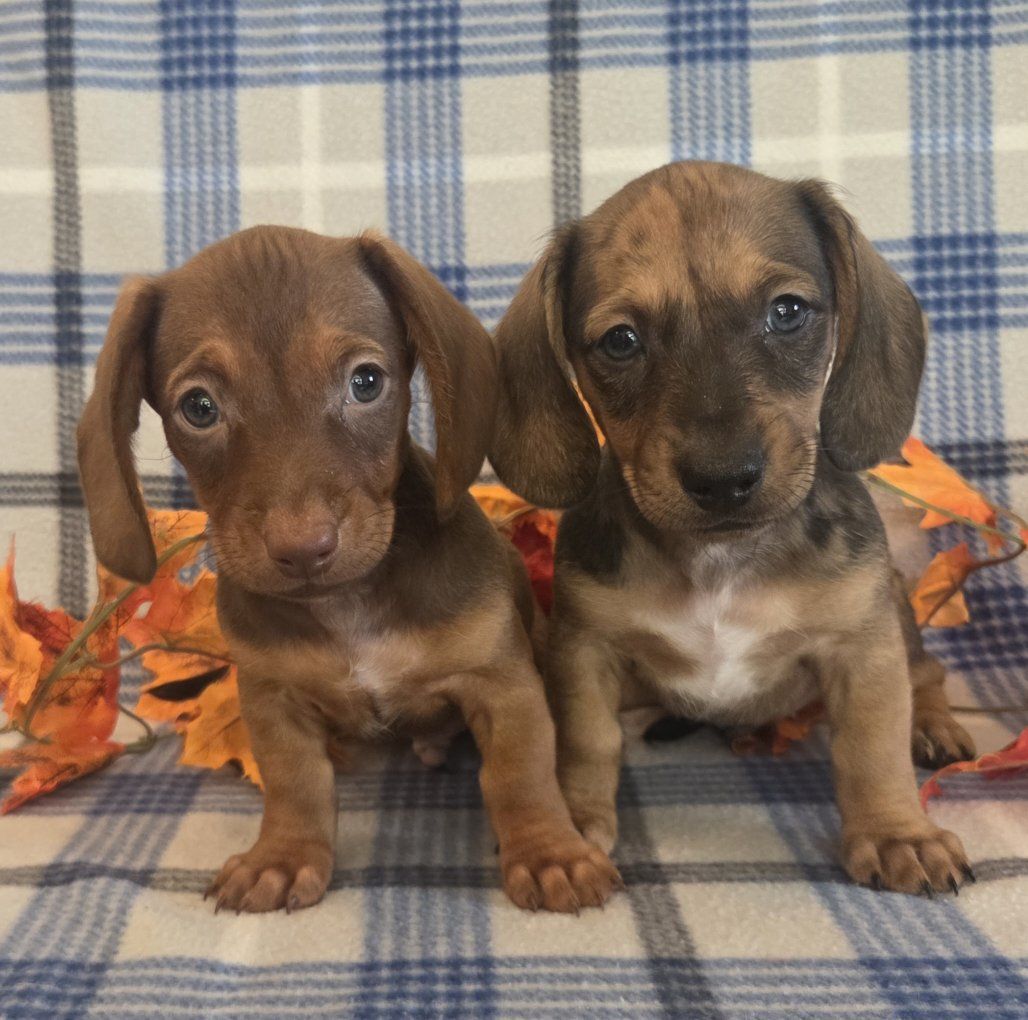 Beautiful Dachshund Puppies! 