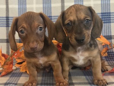 Beautiful Dachshund Puppies!