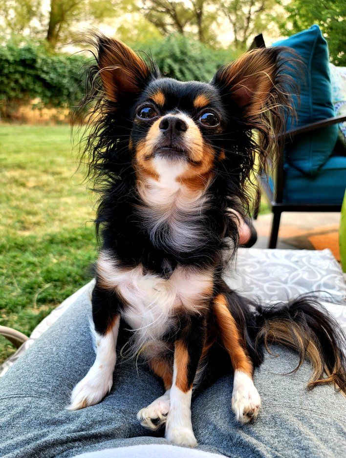 STUD ONLY-Long-Haired Tri-Color Chihuahua