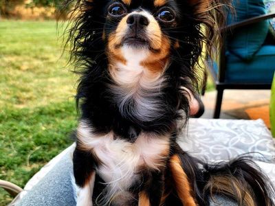 STUD ONLY-Long-Haired Tri-Color Chihuahua