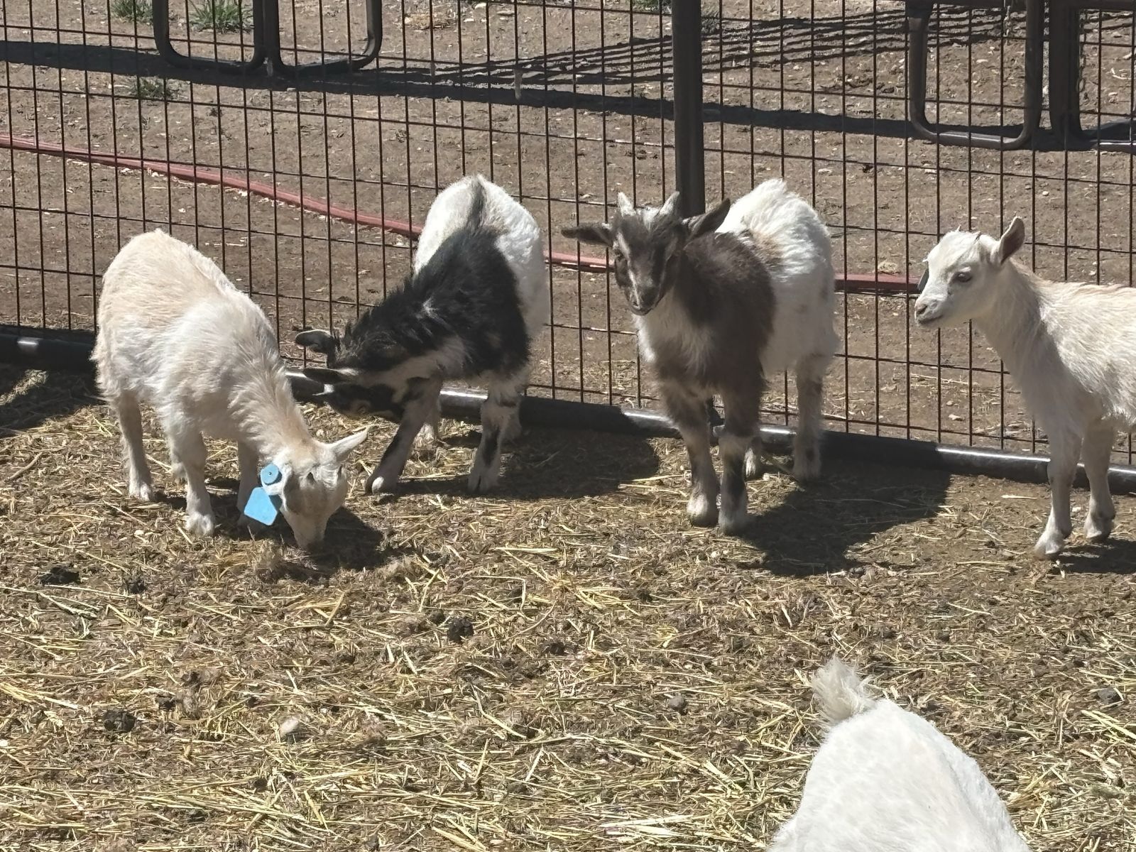 Pygmy Goats