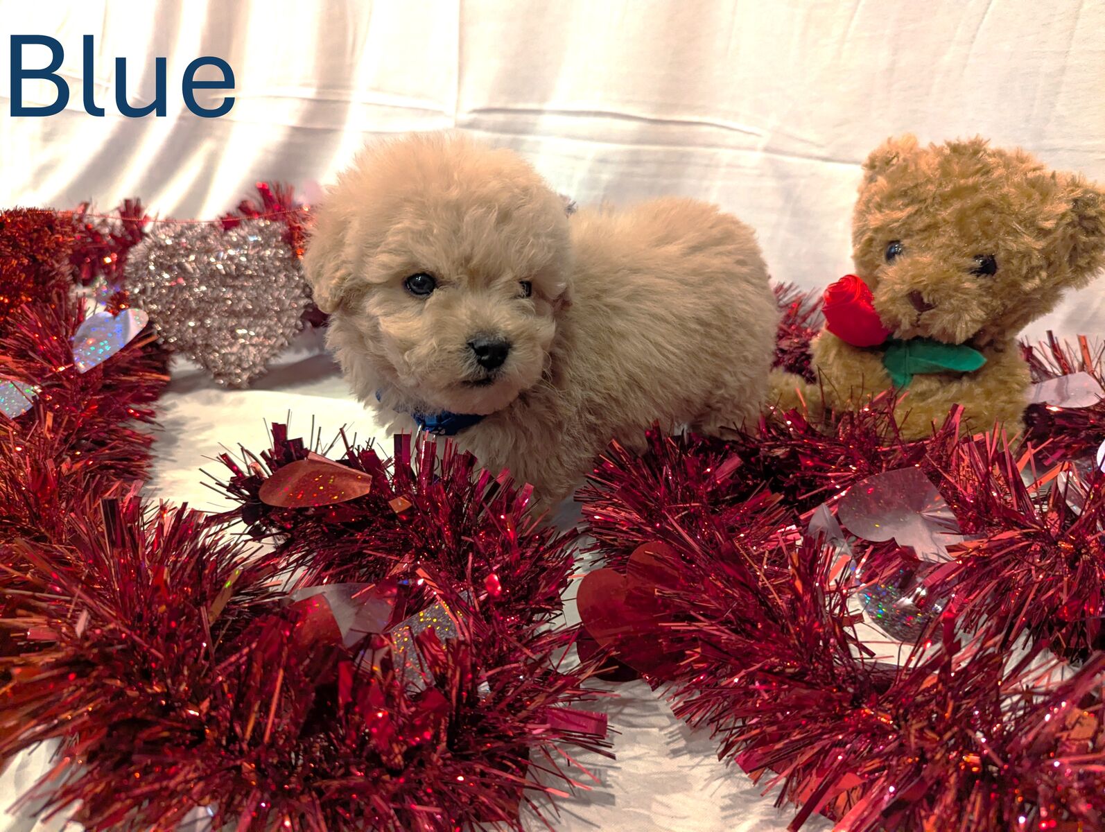 F1B Micro Mini Goldendoodle puppies