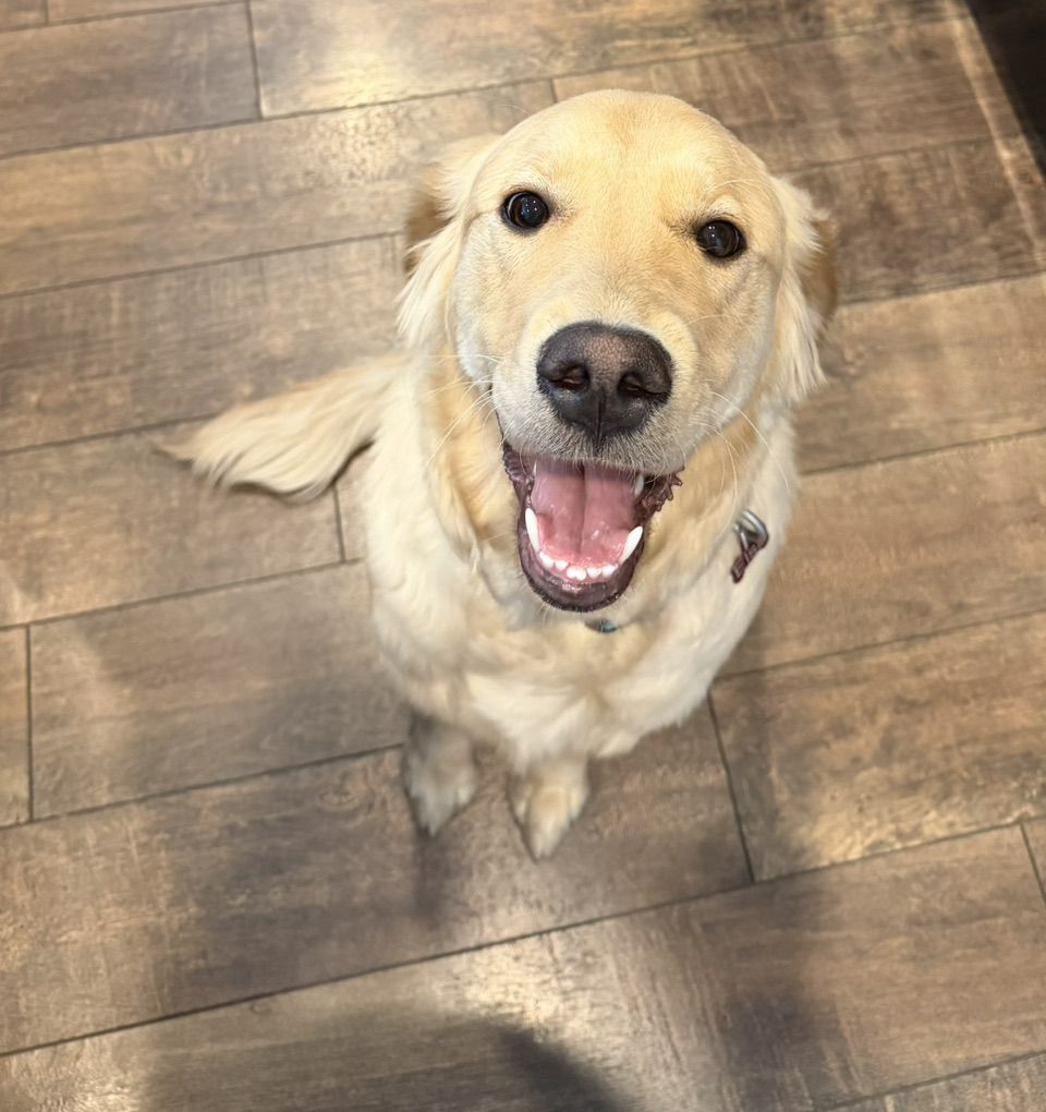 Golden retriever
