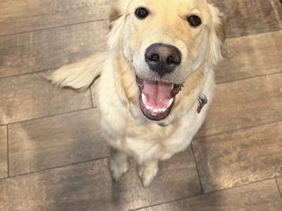 Golden retriever