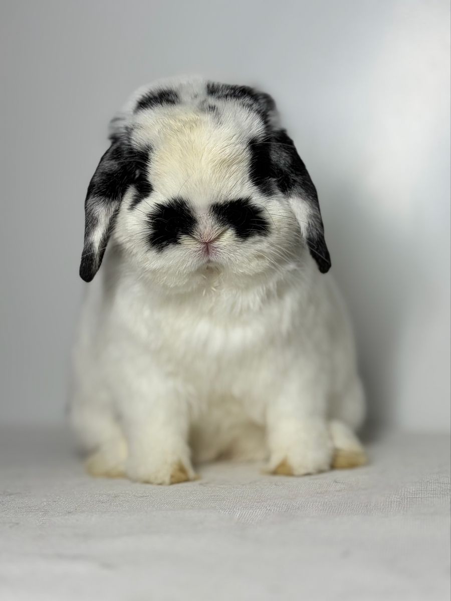 Holland Lop Buck