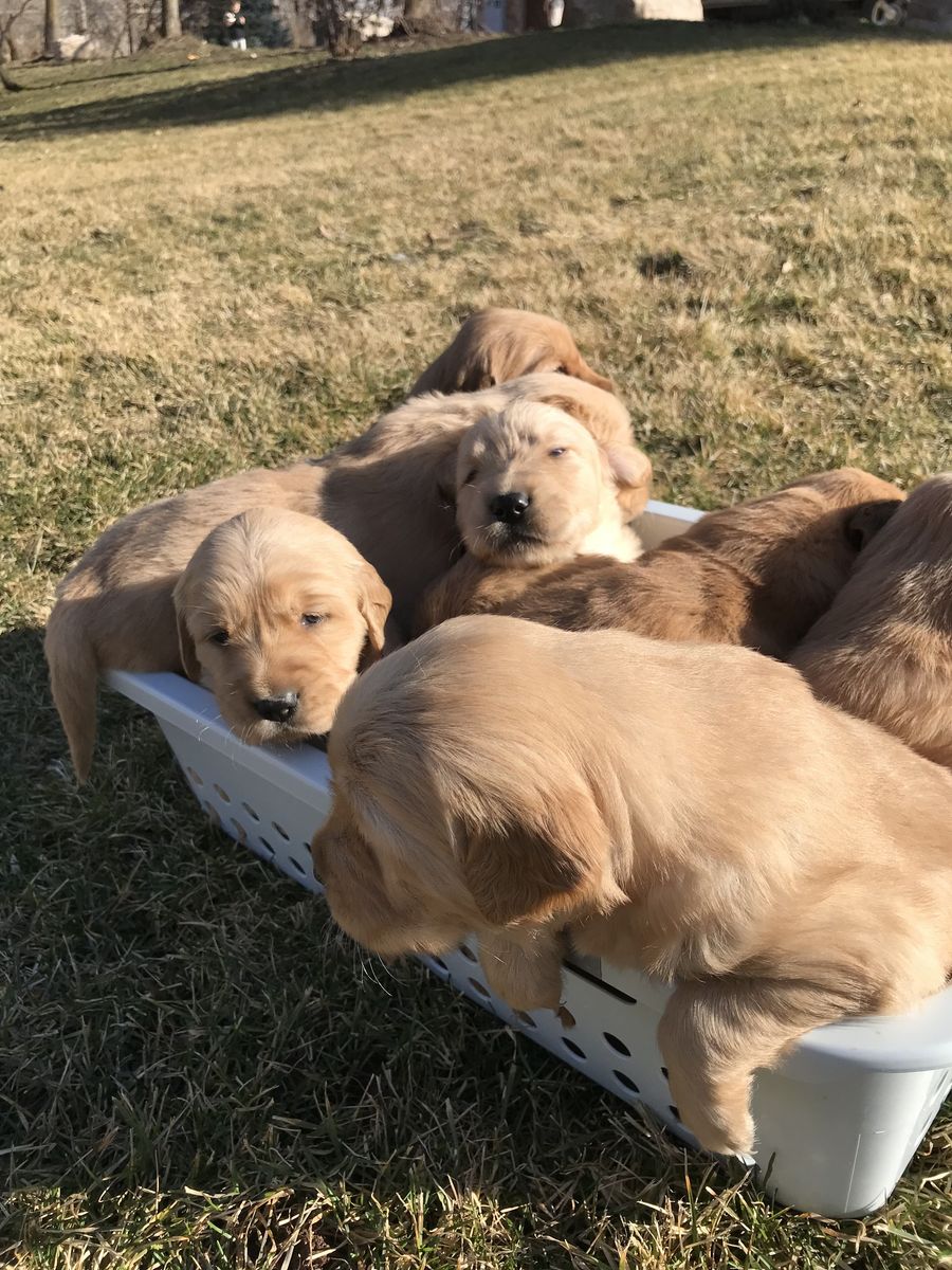 AKC Golden Retriever Puppies