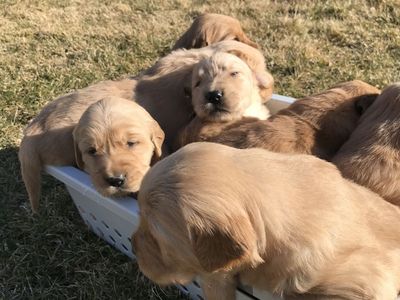 AKC Golden Retriever Puppies
