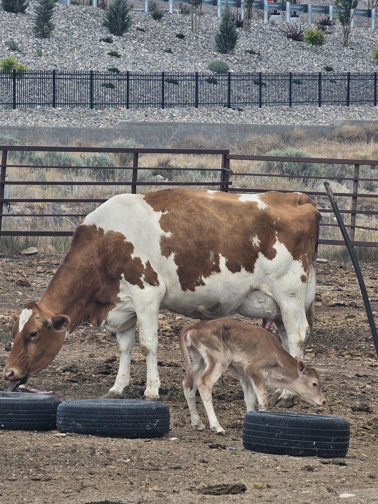 Gurnsey Dairy Cow with gurnsey/jersey cross heifer Calf