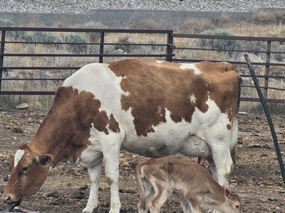 Gurnsey Dairy Cow with gurnsey/jersey cross heifer Calf