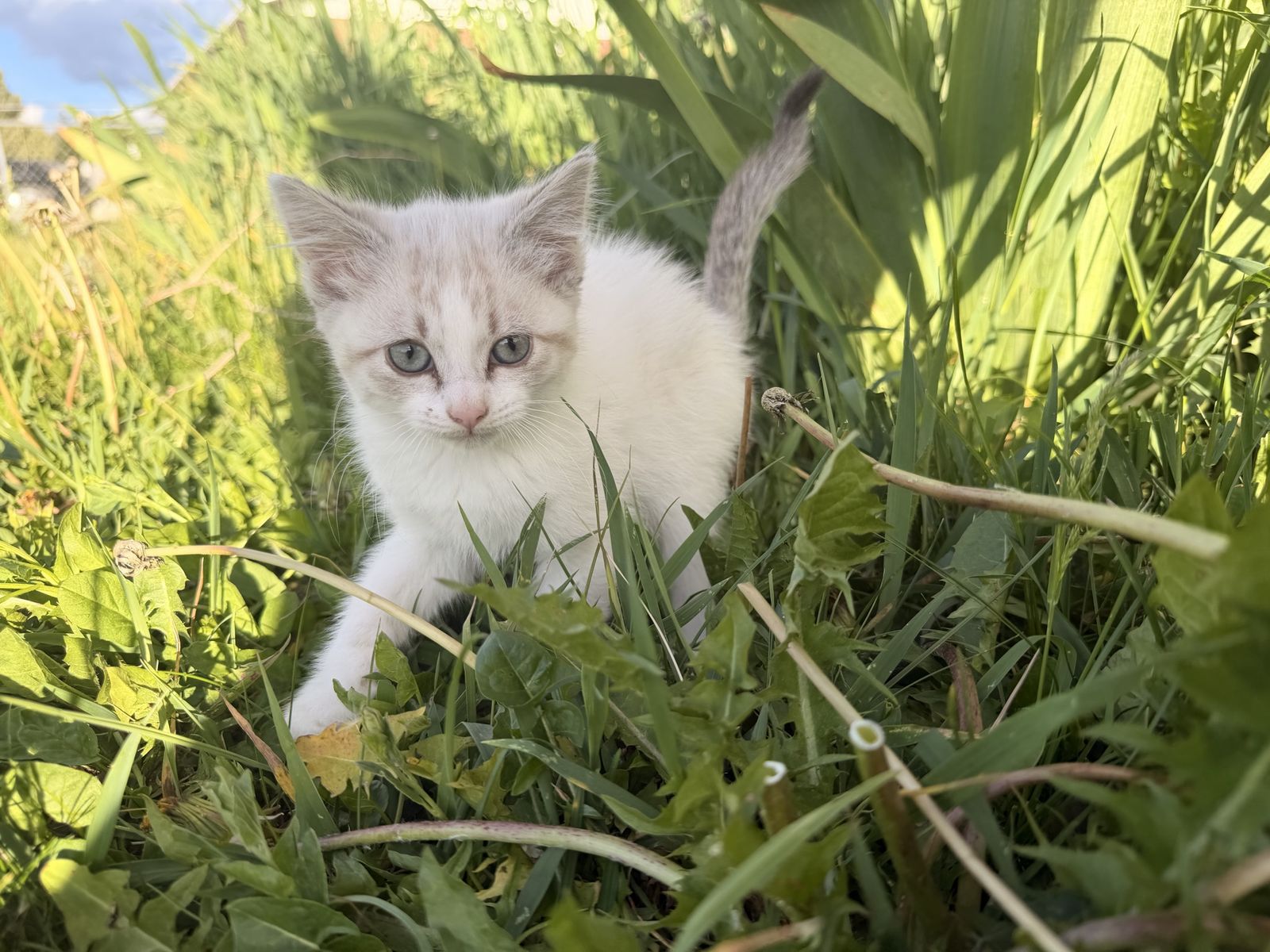 2 Kittens
