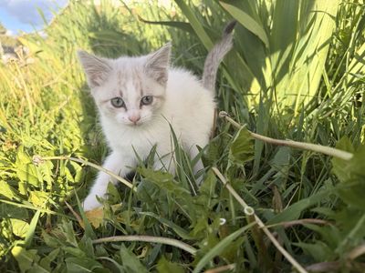2 Kittens