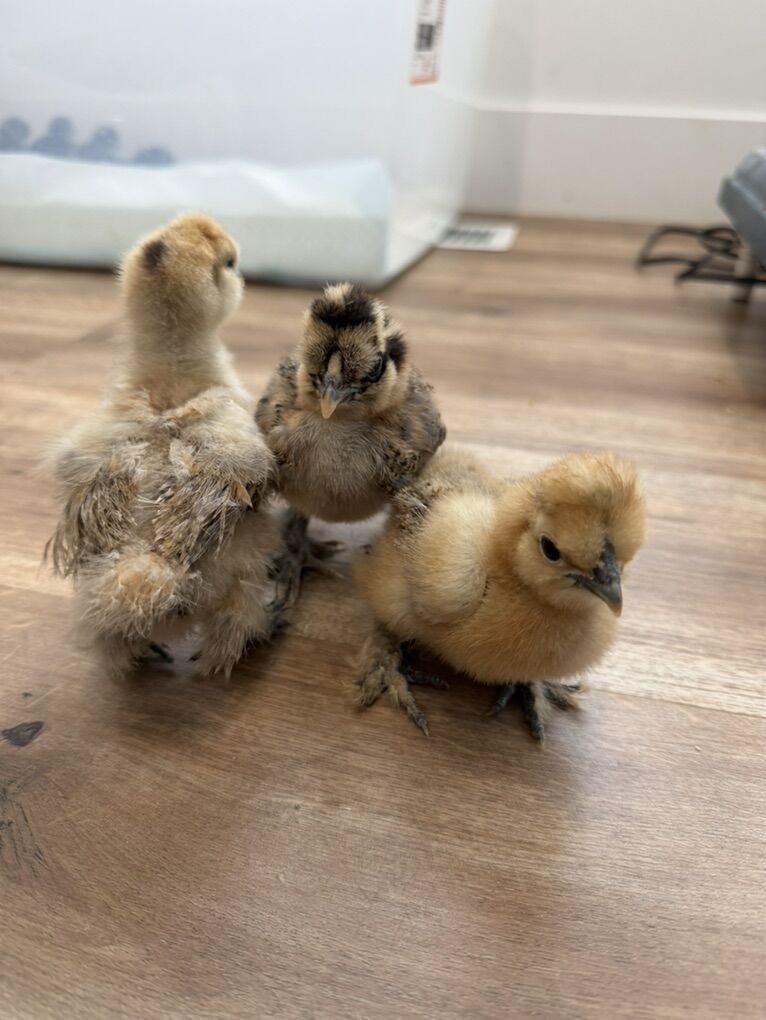 Silkie Chicks
