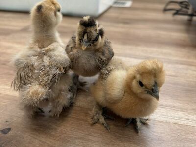 Silkie Chicks