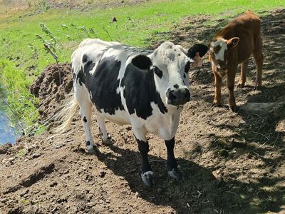 Mini Cow With Steer Calf