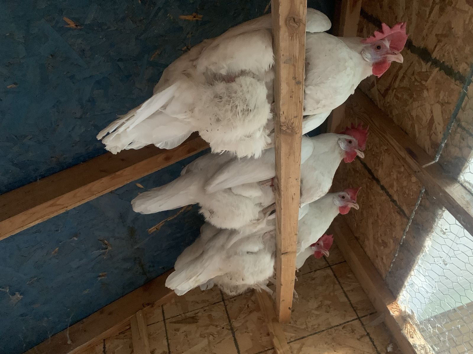 Chickens