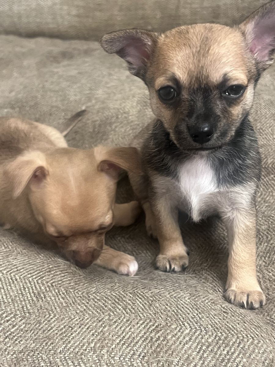 Chihuahua
